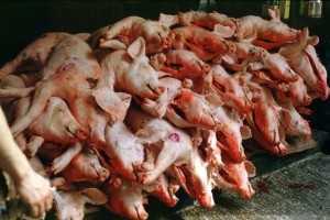Kitajska zaradi prašičje kuge prepovedala uvoz nemške svinjine