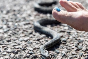 Tujka je bila prepričana, da v Sloveniji ni strupenjač, zato je prijela gada - ta ji je pokazal, da se moti