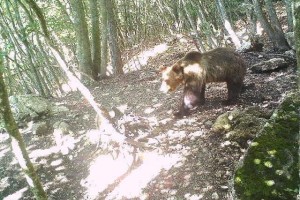 To je "neverjetni" slovenski medved, ki mu je uspel izjemen pobeg iz ograde