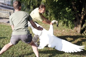 Poglejte, kako so na Koseškem bajerju lovili labode (FOTO)