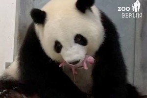 Panda Meng Meng berlinskem živalskem vrtu skotila dva mladiča (VIDEO)