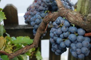 Prijava pridelka grozdja, mošta in vina