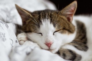 AVDIO: Krka ob enih - Sterilizacijo mačk sofinancira tudi novomeška občina