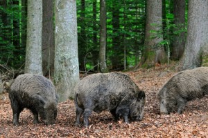 Divjad letno povzroči tudi do 800.000 evrov škode, večino divji prašiči