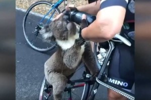 Neverjeten prizor: žejna koala v peklenski vročini kolesarje prosila za vodo (VIDEO)