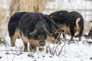 Svinje mangalice požrle kmeta - je bil nesrečnik še živ, ko so ga začele gristi?