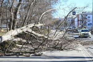 V vetrolomu padlo za okoli 100.000 kubičnih metrov drevja