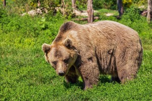 Medved je napadel sprehajalca