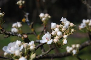 AVDIO: V Posavju skoraj popolna pozeba koščičarjev, pri jablanah poškodovana več kot polovica cvetov