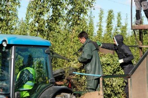 Slovenski hmeljarji in kmetje bi za obiranje pridelka raje imeli Romune in Bosance kot pa Slovence