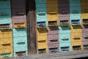 Krka ob enih: V Posavju bo nov čebelarski center