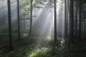 Po Sloveniji akcija pomladimo gozdove