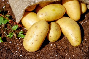 Ukradli približno 150 kilogramov krompirja, pri vlomu v hišo za 10.000 evrov škode
