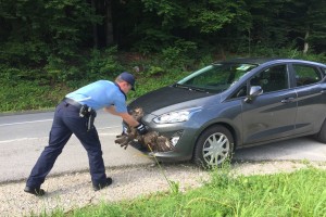 Bizarno trčenje pod Gorjanci: kragulj se je zataknil v prednjo masko nemškega forda (FOTO)