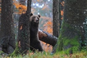 FOTO: Opazovanje medveda je 5-zvezdično doživetje