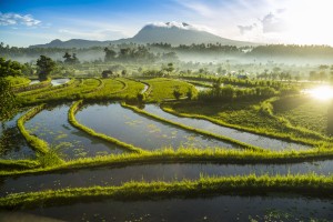 Indonezija tujcev letos ne bo več spustila na rajski otok Bali