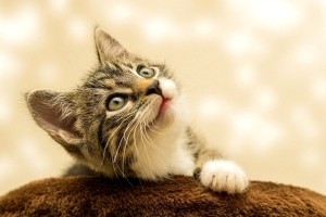 Sofinanciranje sterilizacije in kastracije lastniških mačk – odgovorno lastništvo živali