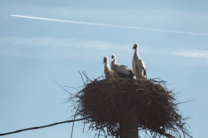 Štorklje Oto, Lola in Čarli na poti v Afriko