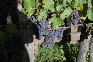 Vlada na pomoč vinarjem in dopolnilnim dejavnostim na kmetiji