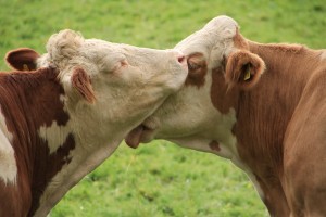 Kako se pogovarjajo šentjernejske in kostanjeviške krave?