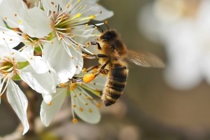 Svetovni dan čebel o pomenu vseh opraševalcev