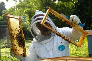 Čebelarjem na voljo nepovratna sredstva za selitev panjev in nakup opreme