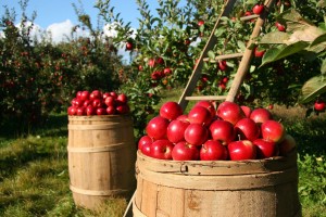 Pridelovalcem jabolk državna pomoč zaradi izpada dohodka