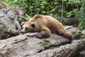Na Kočevskem odstrelili medveda, ki je zahajal v mesto in naselja