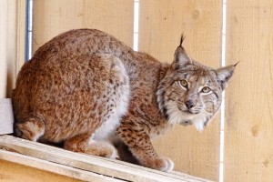 Po zaslugi projekta Life Lynx se je število risov v Sloveniji podvojilo