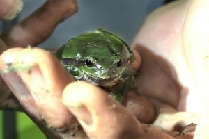 Na Radenskem polju pomagajo žabicam pri selitvi
