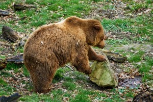 Medvedi so že aktivni, previdno v naravi