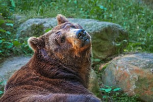 V Sloveniji letos iz narave odvzetih 130 rjavih medvedov