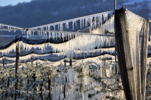 Dva dni pozebe: temperature tudi do -8 stopinj!