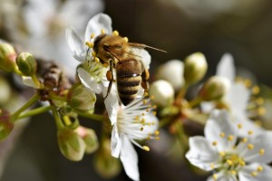 Občina Črnomelj bo v mestu zasadila medovite rastline
