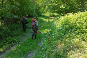 Iz Kozjanskega parka: Odstranimo ambrozijo še pred cvetenjem