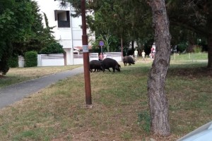 Slovenski turisti v Červarju šokirani: svinje so sredi naselja rile po smeteh (FOTO in VIDEO)