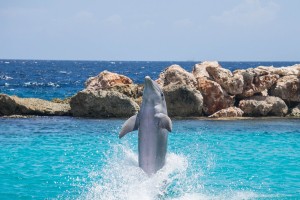 V slovenskem morju prvi letošnji delfinji mladič