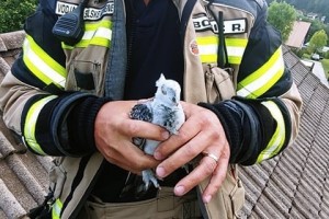 FOTO: Gasilci iz dimnika rešili goloba