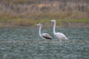 Flamingi na Cerkniškem jezeru