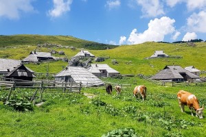 Veliko planino bodo poleg turistov in krav zasedli še gorski tekači