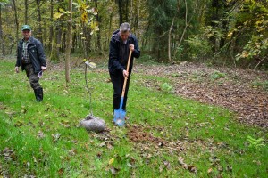 Presaditev dreves v okviru urejanja Florjanovega trga
