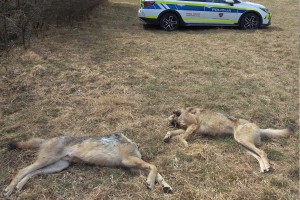 Nezakonit uboj volkov poraja vprašanja o upravljanju vrste v Sloveniji