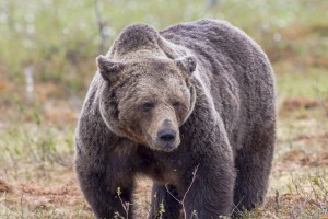 Šok: pri Štanjelu medvedka pritekla do lovca in ga začela gristi