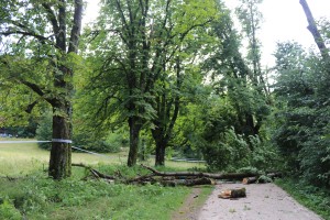 Tragična bilanca neurij: na Bledu podrto drevo ubilo turistko