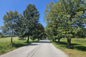 V Hočah se razburjajo, ker bodo podrli vse lipe v slavnem drevoredu