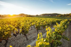 Zgodba francoske vinske hiše Les Grands Chais de France