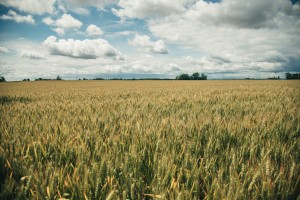 simbolična, pšenica, kmetijstvo, poljedelstvo, žitarice, njiva, njive
