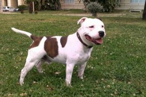 Veterinarjem grozijo zaradi usmrtitve psov, ki so ubili žensko