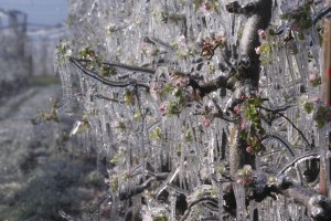 Takšne bodo posledice polarnega zraka in nizkih temperatur na sadnem drevju