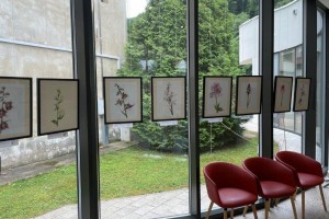 Razstava botaničnih ilustracij orhidej